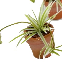 Image of Spider Plant