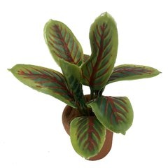 Image of Maranta Leuconeura (potted)