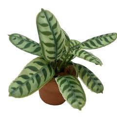 Image of Calathea Makoyana (potted)