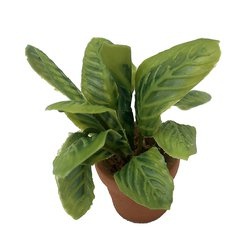 Image of Maranta Leuconeura Green (potted)