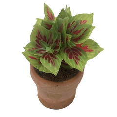 Image of Coleus Stencils