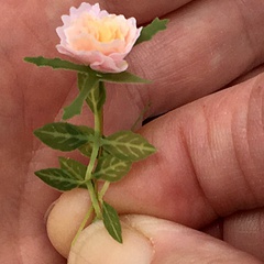 Image of Campanella Rose Stencil