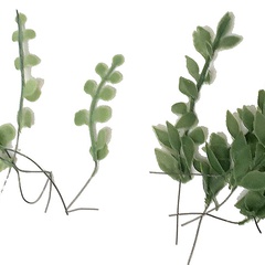 Image of Eucalyptus Stencils